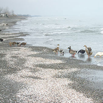 برق کاری در کپورچال